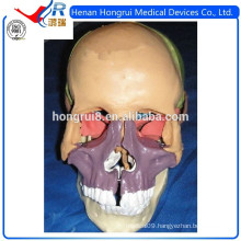 ISO Deluxe Adult skull model, Colored skull model